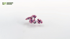 Assembled Gamers Grass Alien Monstera leaves in deep magenta-purple colour variation