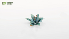 Close-up of assembled Gamers Grass Blue Agave rosette showing blue-green leaf detail with brown tipped centres