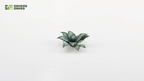 Assembled Gamers Grass Blue Agave smaller rosette in darker green tones with serrated leaf edges