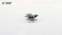 Assembled Gamers Grass Blue Agave smaller rosette in darker green tones with serrated leaf edges
