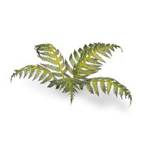 Close-up of a single laser-cut Bracken fern leaf, highlighting intricate frond structure and veining on white background
