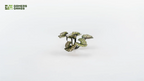 Assembled Gamers Grass Bugloss smaller leaf cluster showing pale green tones with prominent veining