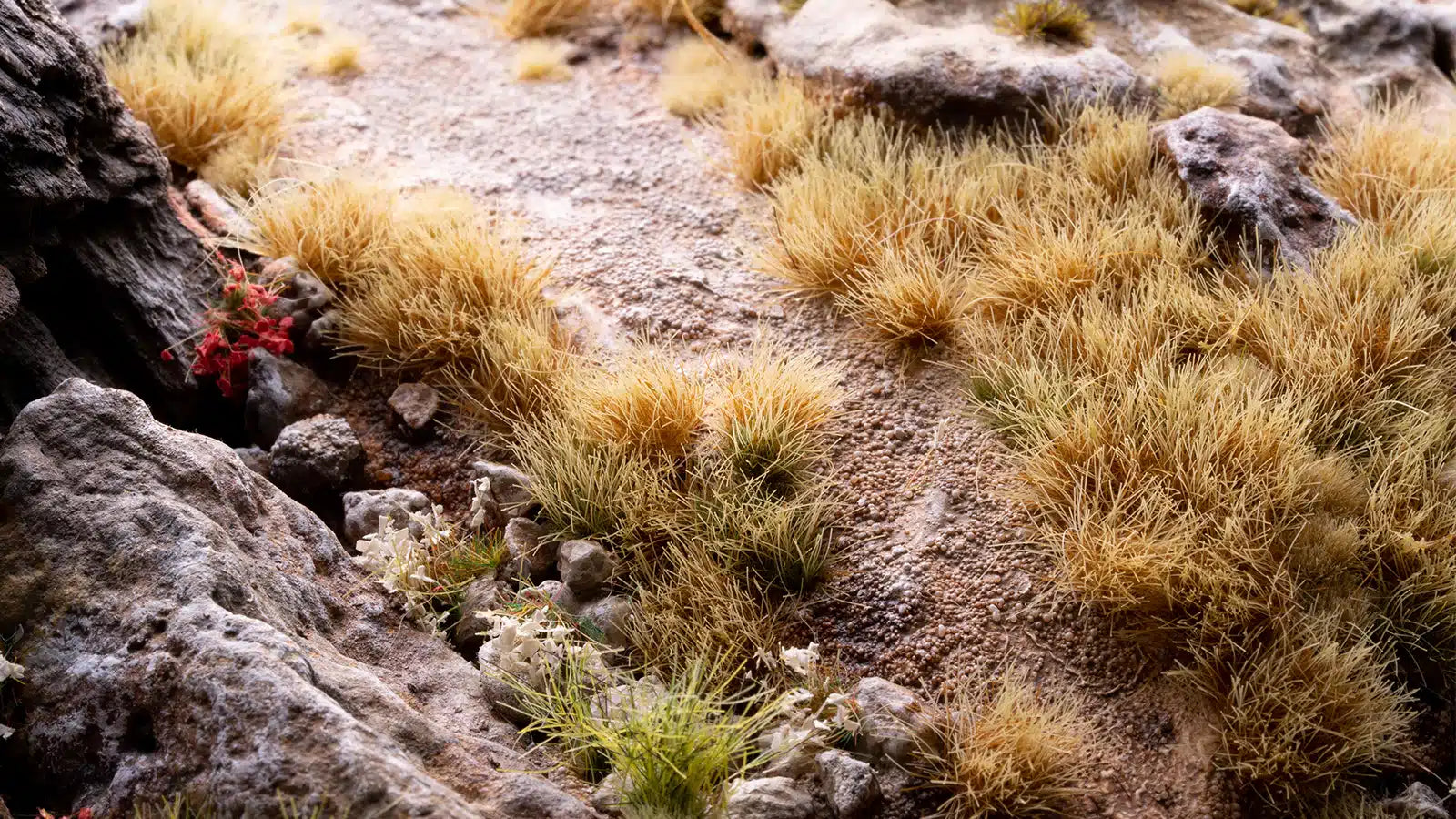 Dry Tuft 6mm tufts across pale sandy ground beside grey rock, with a few red and white flowers