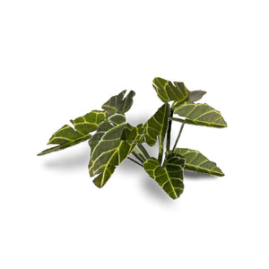 Assortment of laser-cut Elephant Ear leaves in various sizes and green shades, displaying diversity on white backgroun