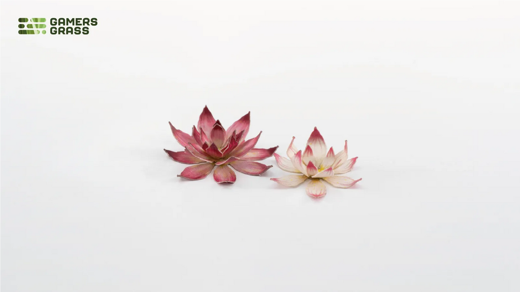 Close-up of two assembled Gamers Grass Lotus Flower blooms showing deep pink and pale white colour variations