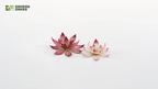 Close-up of two assembled Gamers Grass Lotus Flower blooms showing deep pink and pale white colour variations