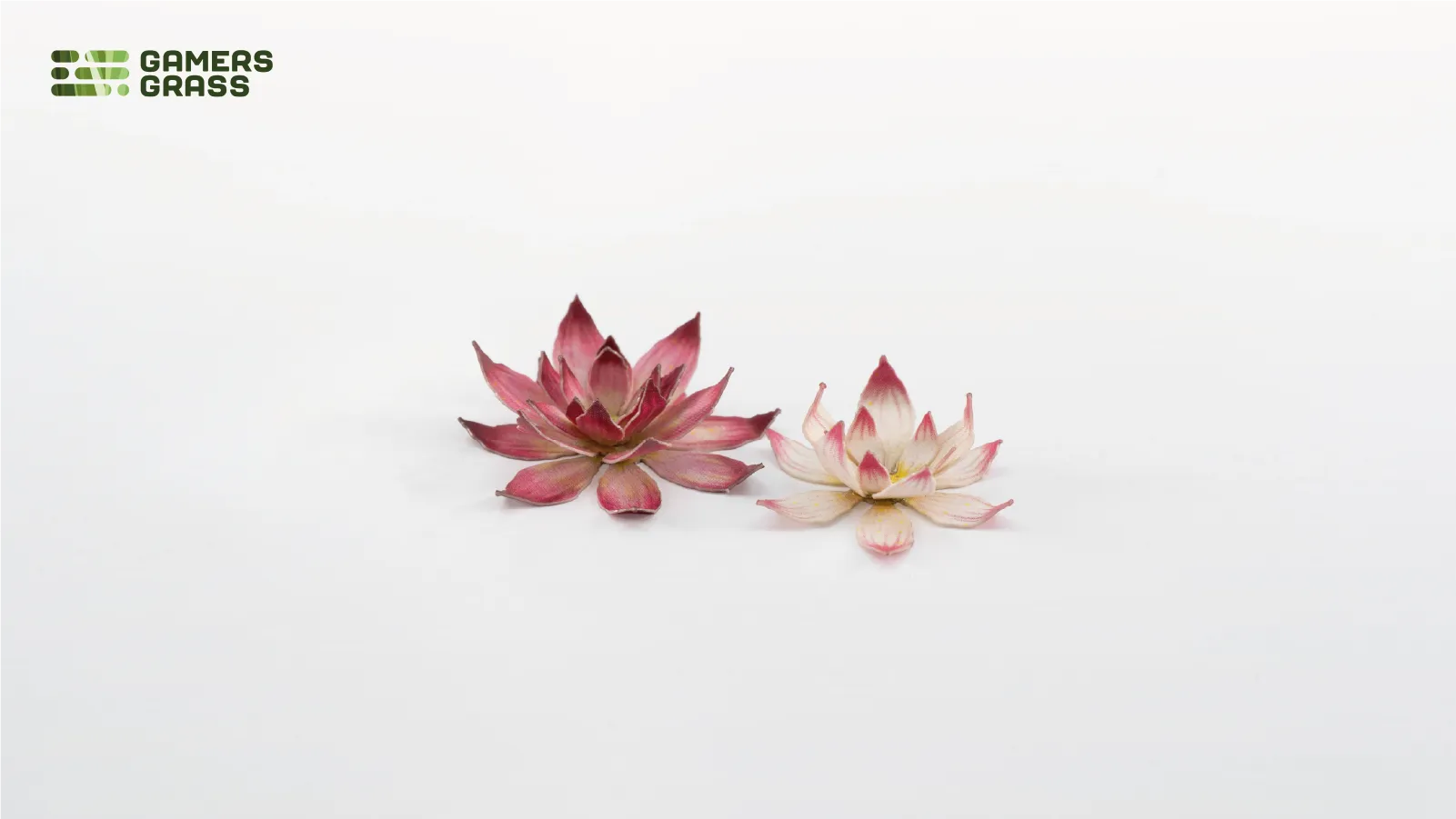 Close-up of two assembled Gamers Grass Lotus Flower blooms showing deep pink and pale white colour variations