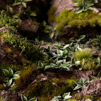 Elegant garden diorama featuring Laser Plants Plantain Lily, displaying a colorful landscape with diverse foliage arrangement
