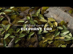 GamersGrass's own video: Tutorial: How-to use ELEPHANT EAR Laser Plant