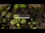 GamersGrass's own video: Tutorial: How-to use MONSTERA Laser Plant
