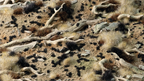 Gamers Grass Tiny Black 1mm tufts scattered on arid wasteland diorama with dried tufts bleached wood and rocks