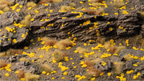 Gamers Grass Tiny Golden 1mm tufts applied to rocky terrain diorama showing lichen effect on stone surfaces