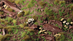 Gamers Grass Tiny Green 1mm tufts applied to woodland terrain diorama with rocks mushrooms and taller grass tufts
