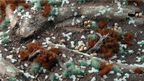 Gamers Grass Tiny Pale Teal 1mm tufts scattered on dark earth diorama terrain with contrasting brown tufts and woodland debris