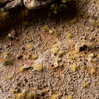 Highly detailed diorama featuring Tiny Tufts Beige, showcasing a realistic arid landscape or sun-baked micro-terrain with subtle, dry ground cover
