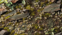 White Lily Tiny Flowers tufts used in a scenic diorama with rocks and greenery for scale models
